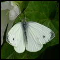 - Papillon de jour -