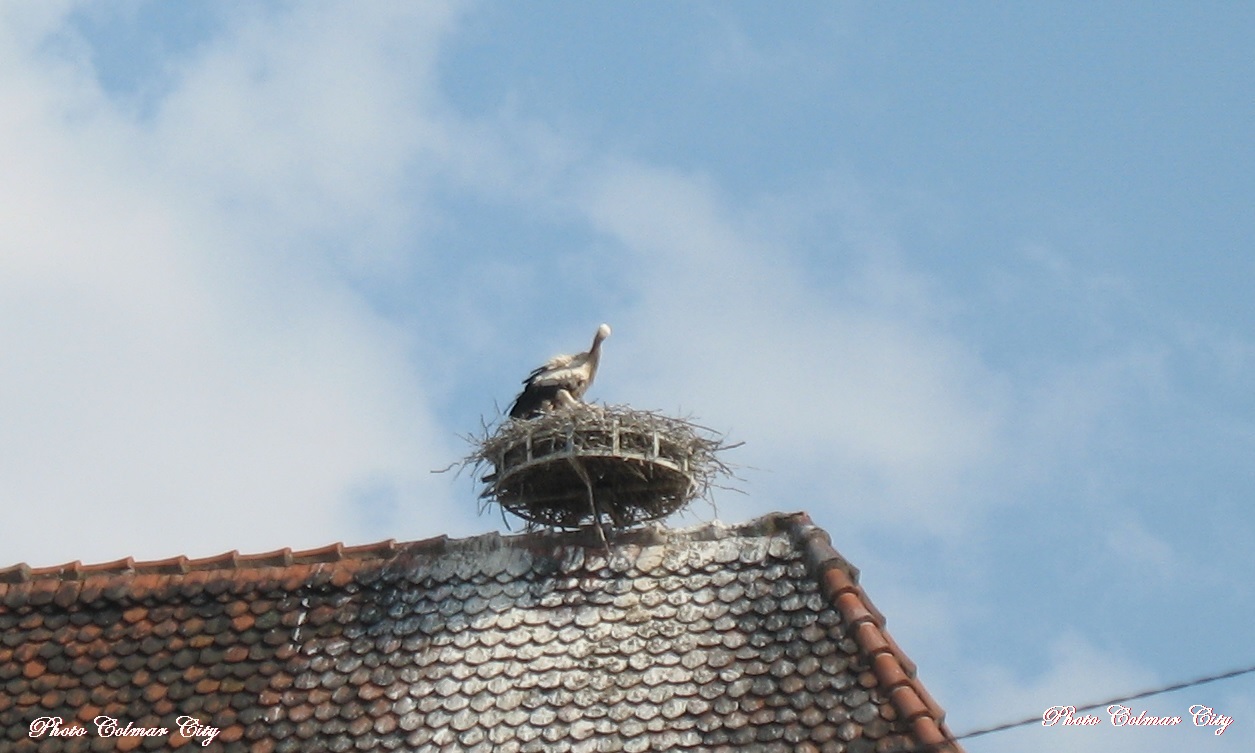 Colmar : Les cigognes des Catherinettes