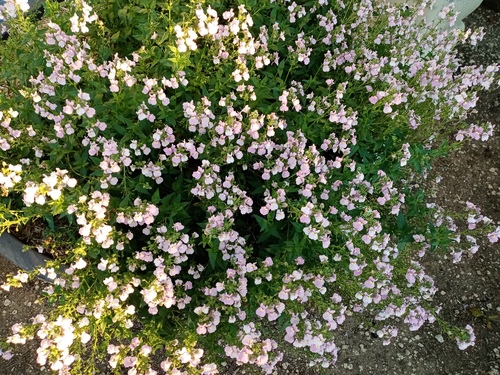 Bilan d'un été caniculaire au jardin 