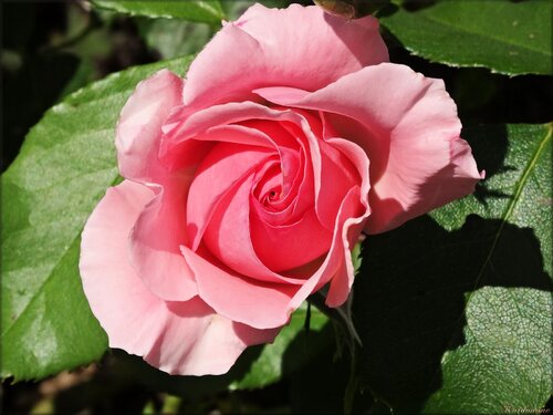 Photo de rose du jardin des Olfacties