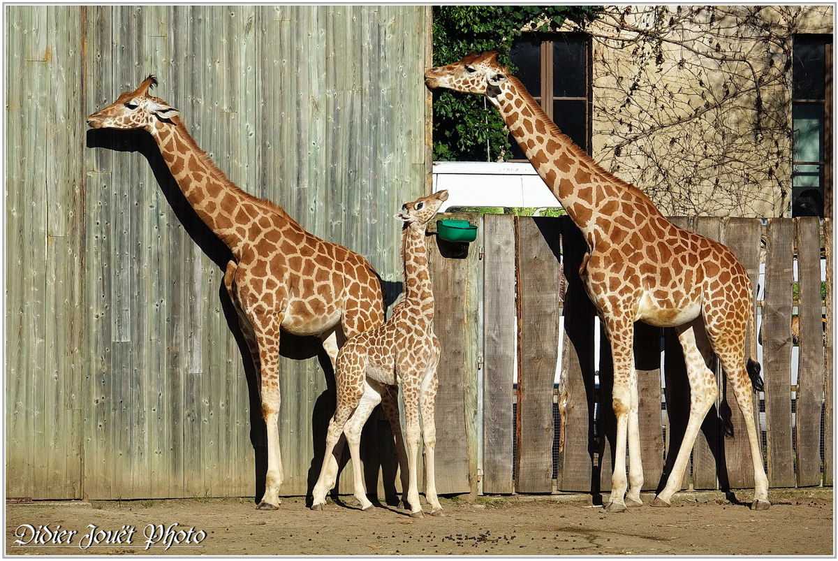 Girafe du kordofan (1) - Giraffa camelopardalis antiquorum