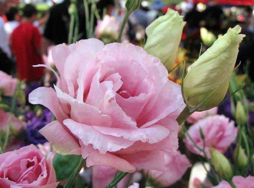 Rose tendre/tender pink