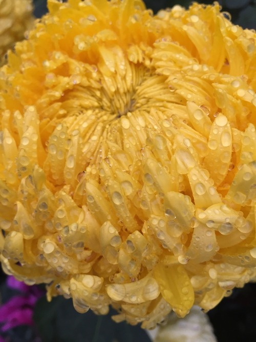 Le chrysanthème