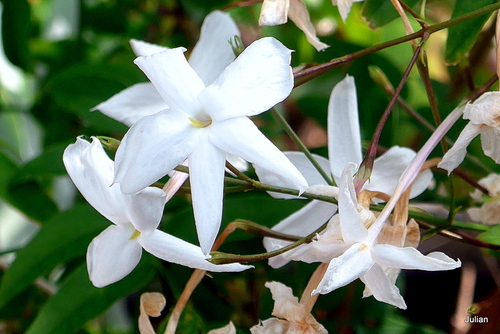 Fleurs blanches du jasmin 