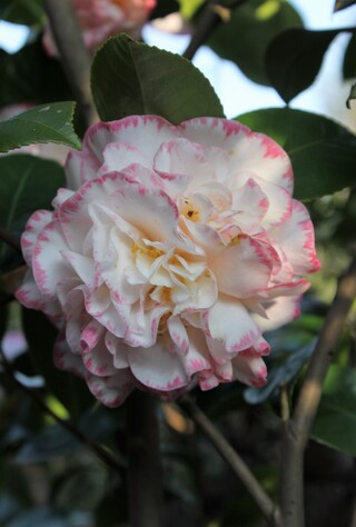 fleur du camellia japonica 'Margaret Davis'