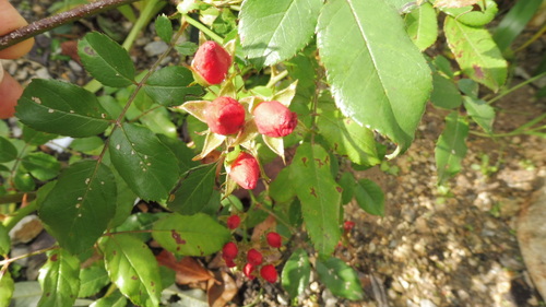 Rosier  Fraise des bois 