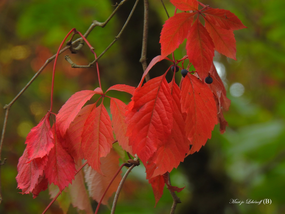 Premières couleurs d'automne