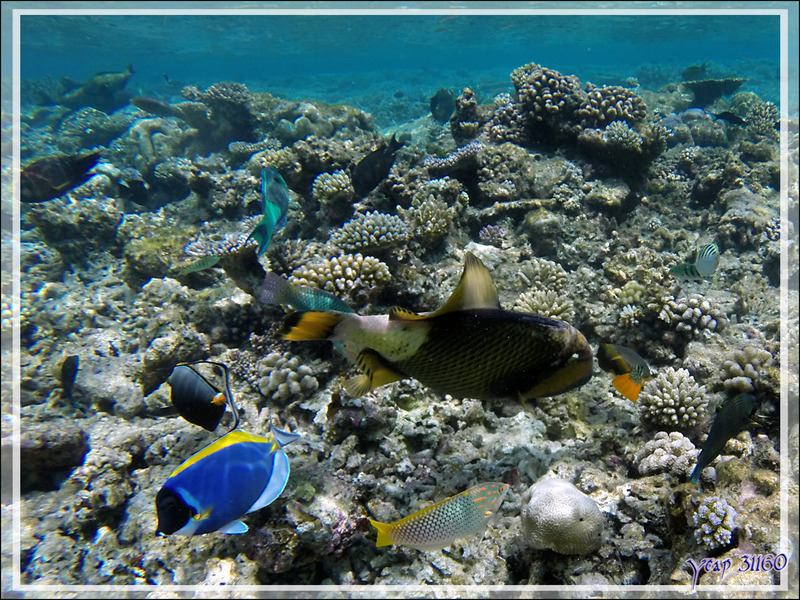 Le Baliste titan et les pique-assiette - Snorkeling à Athuruga - Atoll d'Ari - Maldives
