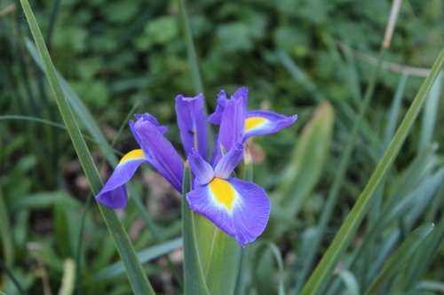 Iris version 2018