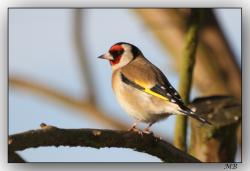 Les oiseaux