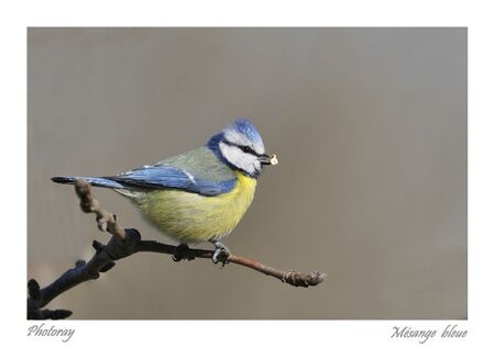 Mésange bleue 2