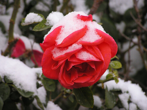 Sous la neige