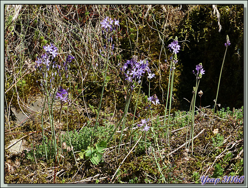 Scille d'automne (Prospero autumnale ou Scilla autumnalis) - Verdun-sur-Ariège - 09