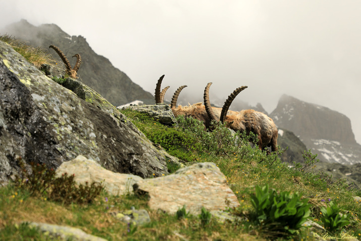 Queyras : Rencontre avec les bouquetins 