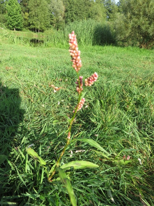 À l'étang de Villetard