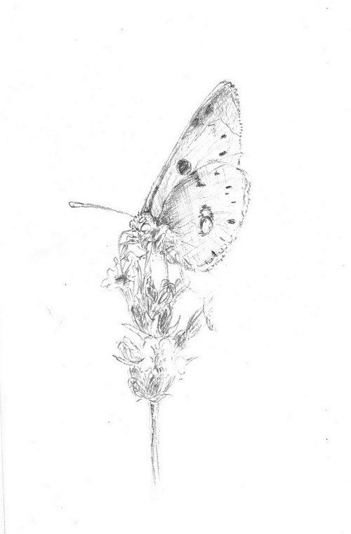 Papillons III