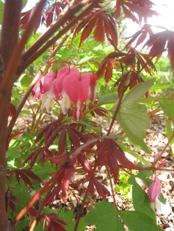 dicentra spectabilis - coeur de Marie