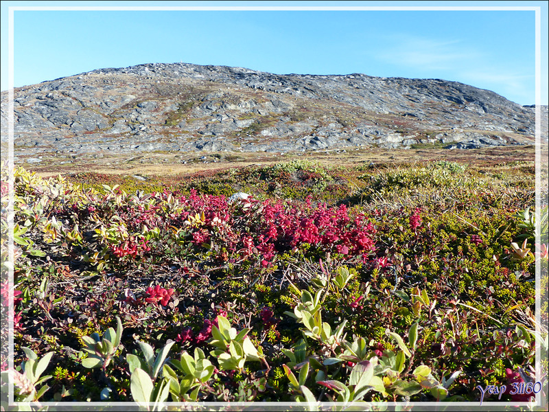 Myrtilliers avec leurs couleurs d'automne - Ilulissat - Groenland