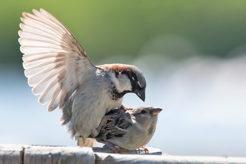 Accouplement Moineau