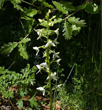Platanthera bifolia  -  orchis à deux feuilles