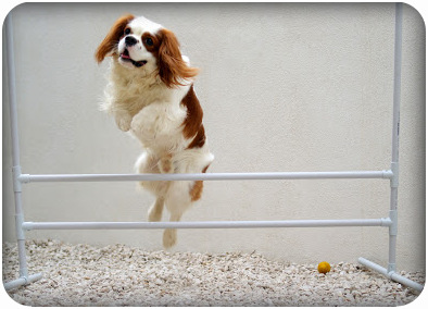 rencontre agility