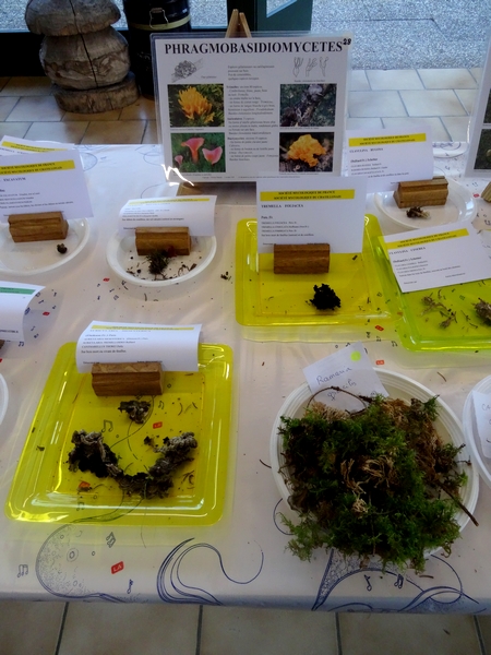 L'exposition de champignons présentée à la fin du Congrès National de Mycologie 2014 à Châtillon sur Seine