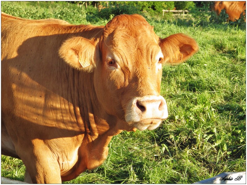 Le Salon de l'Agriculture , keskecé ?