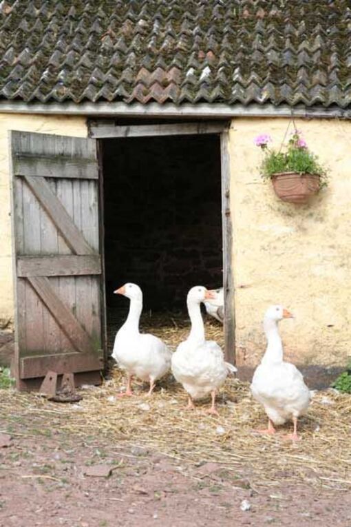 Animaux à plumes : oies, poules, poussins, oiseaux...