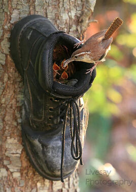 nids d'oiseaux, lieux insolites