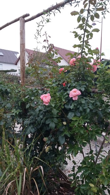 Il était une fois... Gentil coquelicot Mesdames...