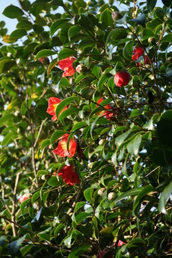 Festival du Camellia