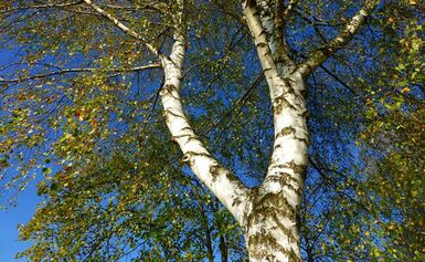 Bouleau, un arbre aux multiples vertus, jadis vénéré | EcoTree