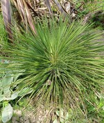yucca linearis (yucca linearifolia)