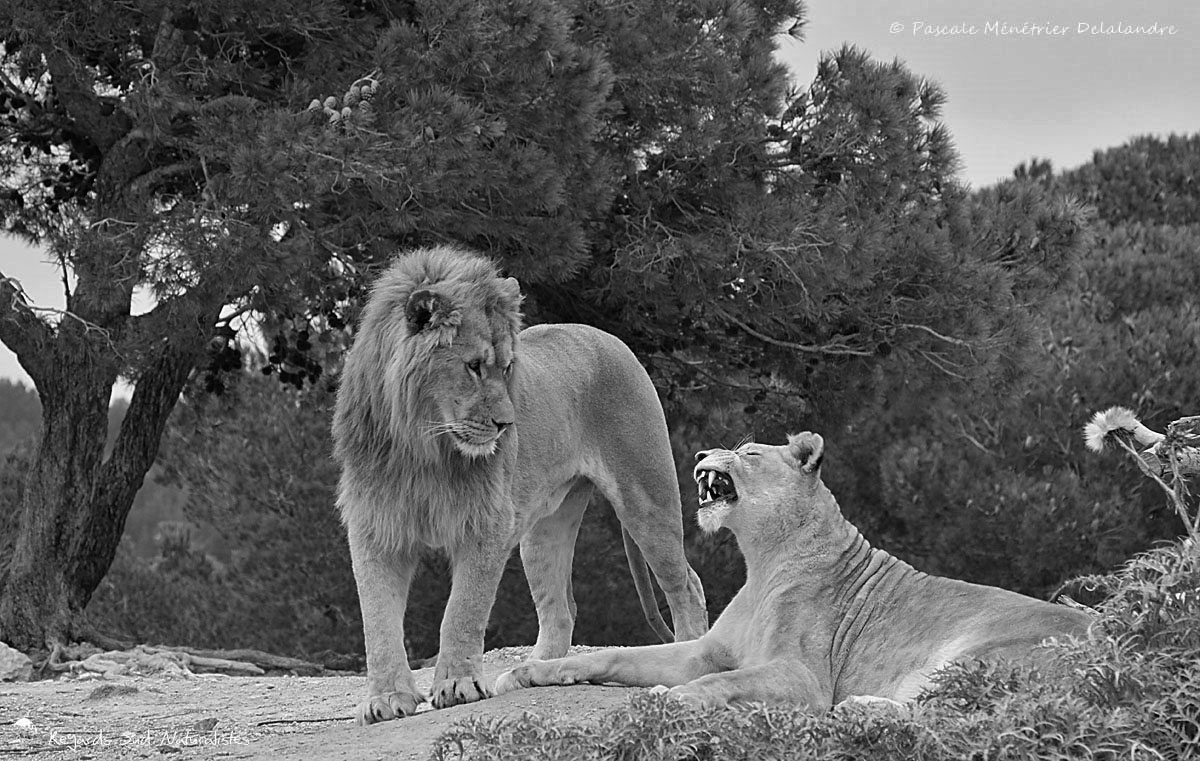 Lion et lionnes