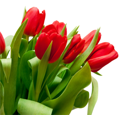 Fleurs tulipes /1