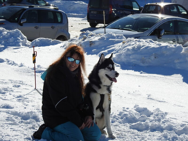 Chiens des glaces