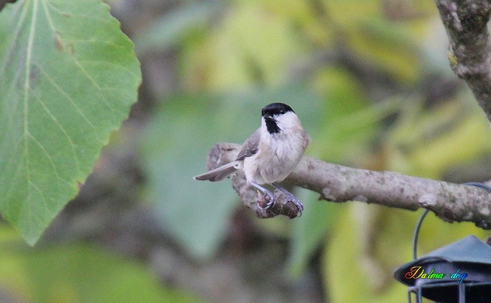 mésange nonnette