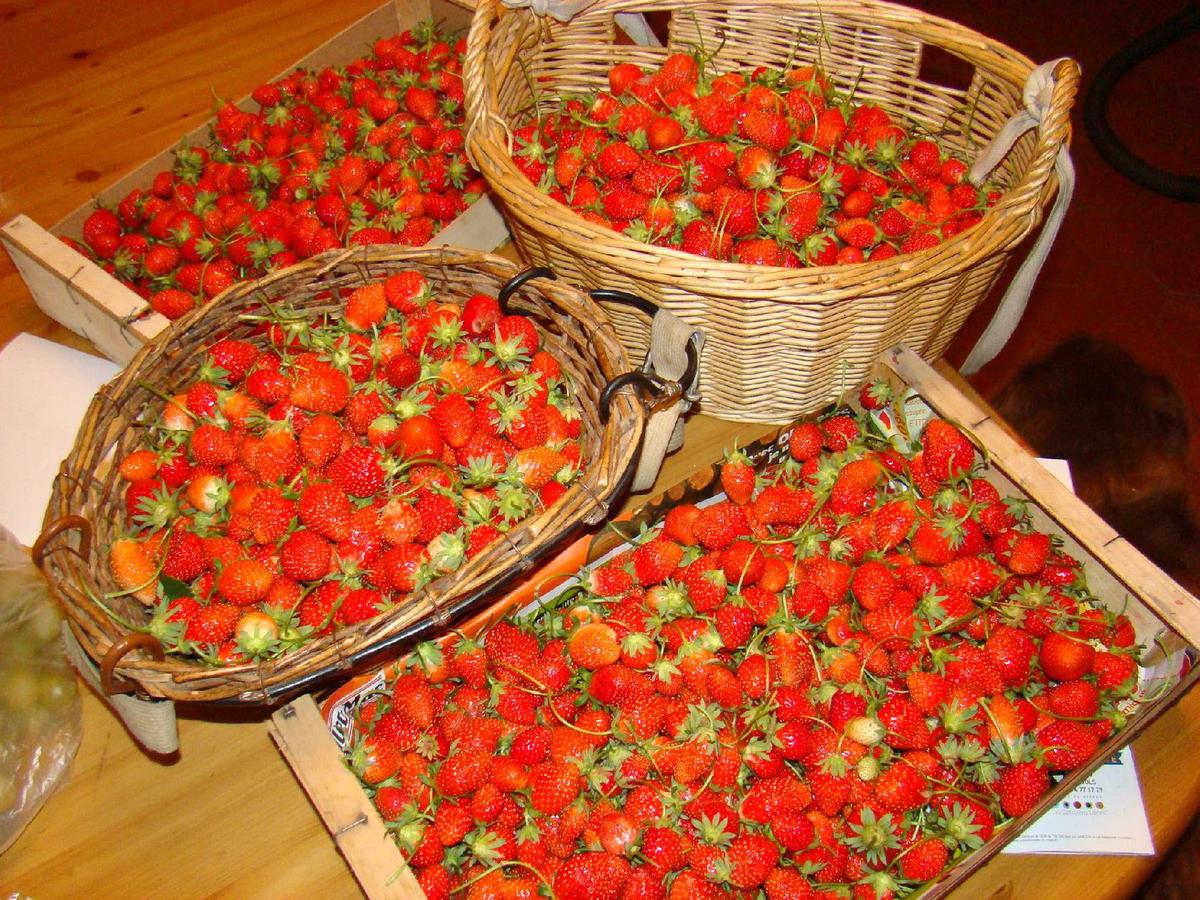 Les bons légumes provençaux (comment les reconnaitre)