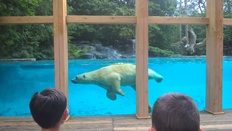 Zoo de la flèche : l'ours polaire Taïko