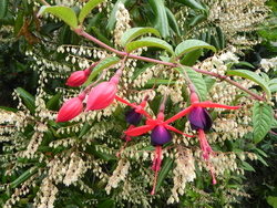 Retour au jardin d'Olga 