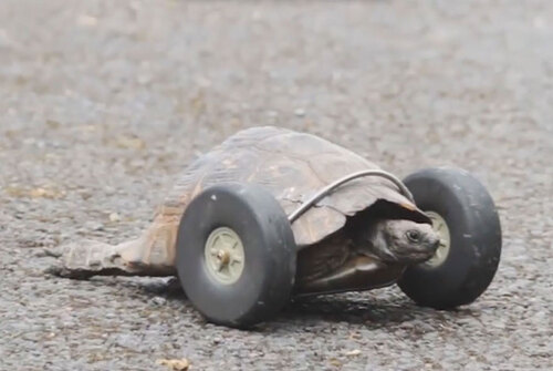 Cette petite tortue commence une nouvelle vie grâce à des roues qui remplacent ses pattes handicapées