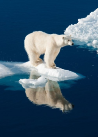                                            .** LES OURS BLANCS"du O^LE NORD**