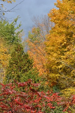 parc du marais de la rivière aux cerises à Magog