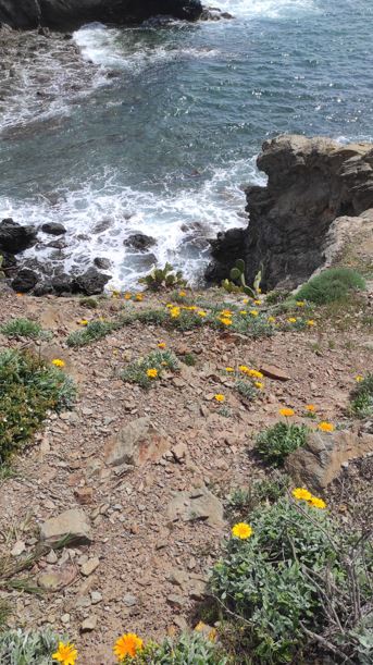 La côte Vermeille de Collioure à Banuyls sur mer 