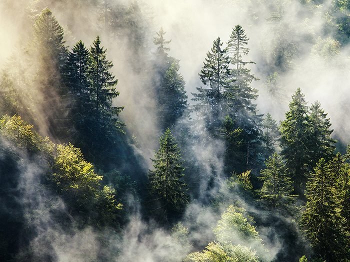 La Forêt-Noire est l'une des forêts hantées du monde.