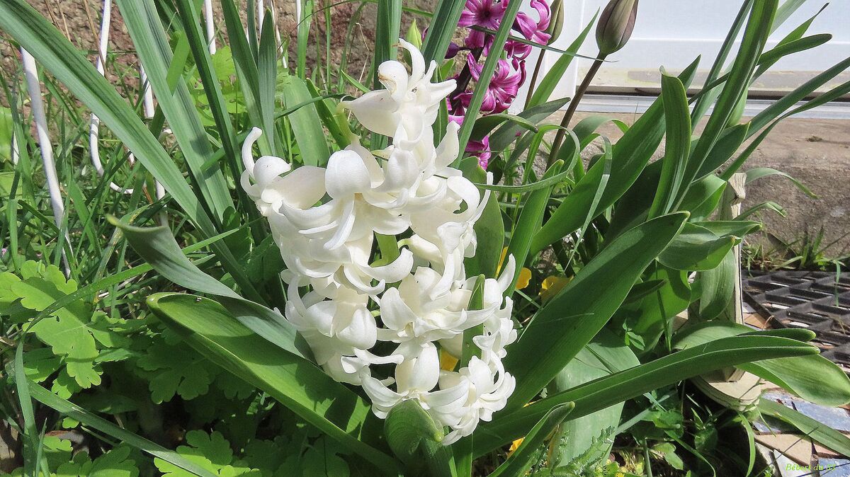 Nos fleurs du jardin 