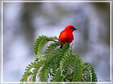 Foudi rouge, Red Fody (Foudia madagascariensis) - Nosy Tsarabanjina - Archipel des Mitsio - Madagascar