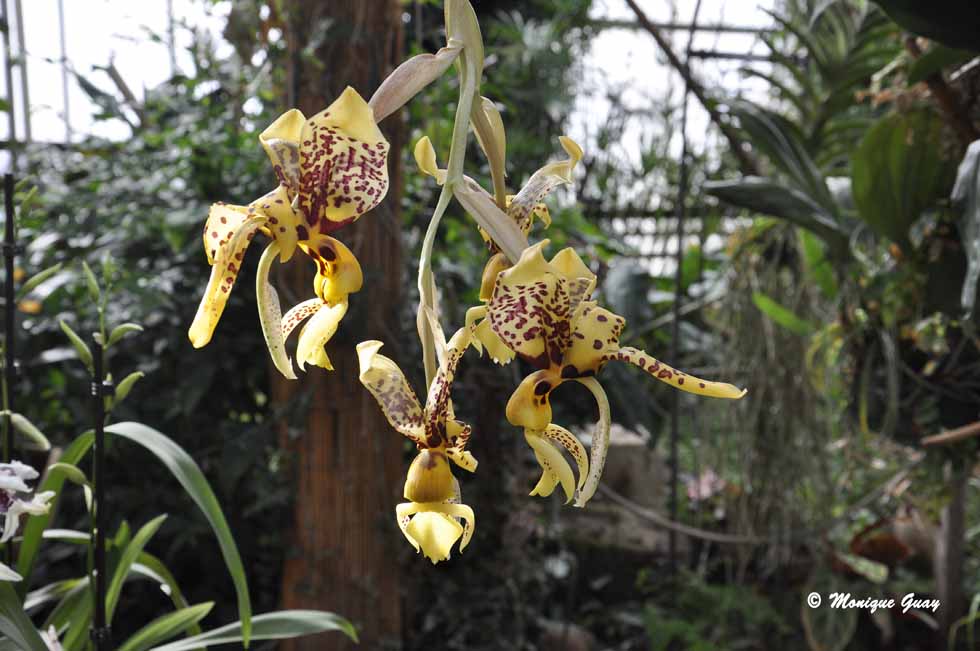 Quelques orchidées