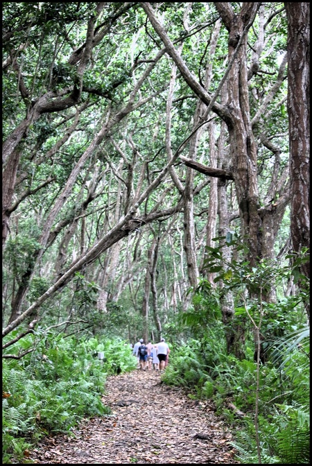 Jozani forêt, Zanzibar. Octobre 2023.