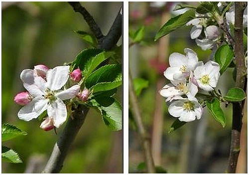 Cerisiers roses et pommiers blancs 